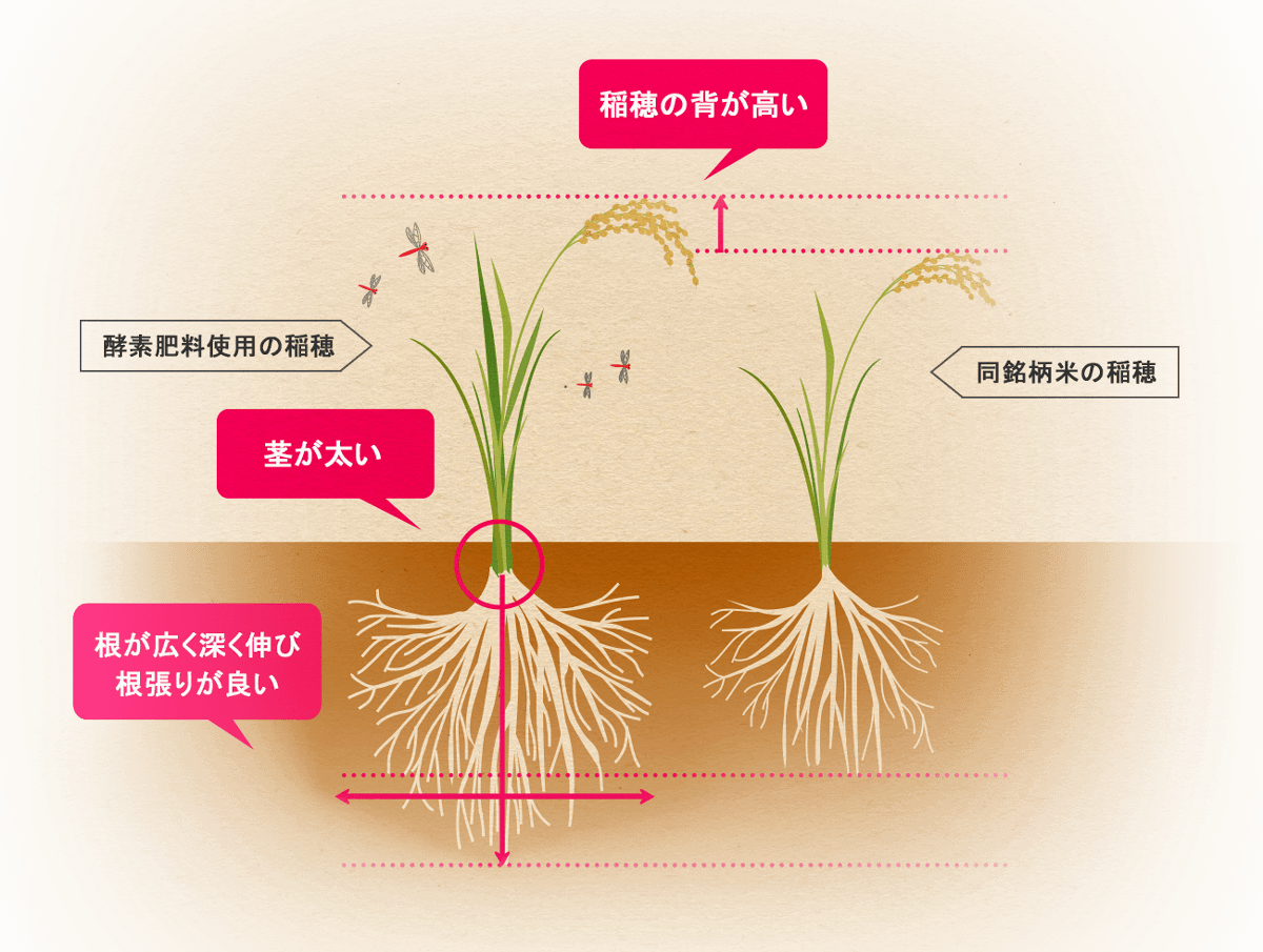 酵素で育った広島県君田町産玄米 お米のカツヤ
